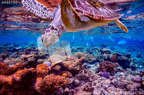 Image of Sea turtle swims under water on the background of coral reefs