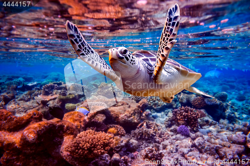 Image of Sea turtle swims under water on the background of coral reefs