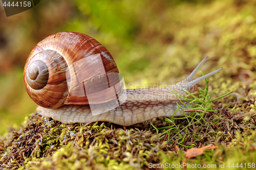 Image of Helix pomatia also Roman snail, Burgundy snail