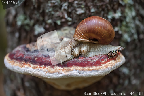 Image of Helix pomatia also Roman snail, Burgundy snail