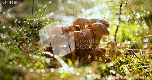 Image of Armillaria Mushrooms of honey agaric In a Sunny forest in the ra