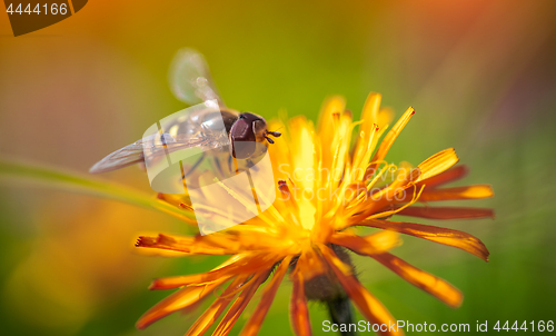 Image of Bee collects nectar from flower crepis alpina