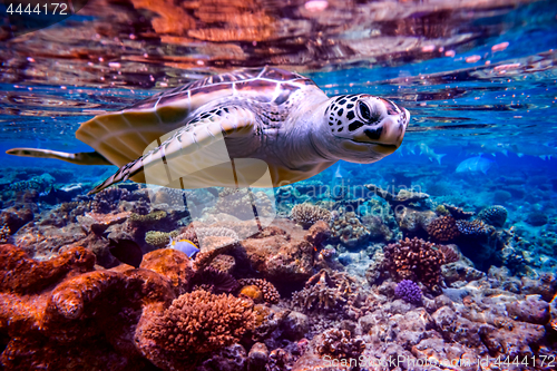 Image of Sea turtle swims under water on the background of coral reefs