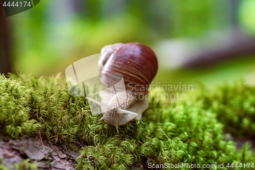 Image of Helix pomatia also Roman snail, Burgundy snail