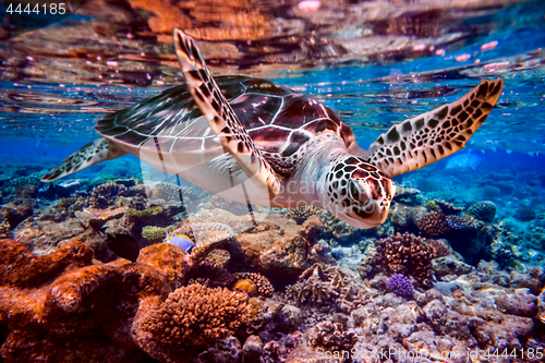 Image of Sea turtle swims under water on the background of coral reefs