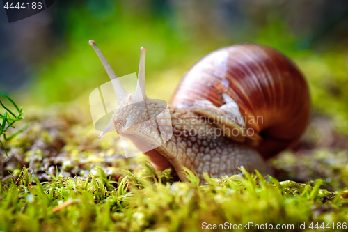 Image of Helix pomatia also Roman snail, Burgundy snail