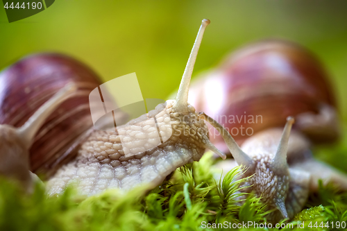Image of Helix pomatia also Roman snail, Burgundy snail