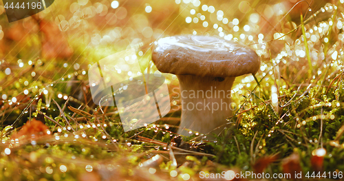 Image of Mushroom Boletus In a Sunny forest in the rain.