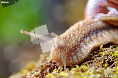 Image of Helix pomatia also Roman snail, Burgundy snail