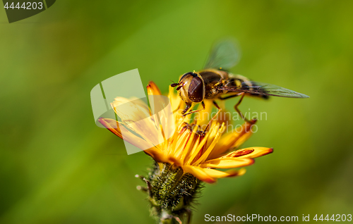 Image of Bee collects nectar from flower crepis alpina