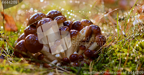 Image of Armillaria Mushrooms of honey agaric In a Sunny forest in the ra