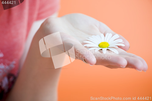 Image of Hand with flower
