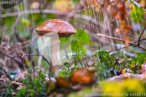 Image of Boletus mushroom in the rain