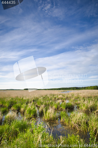 Image of Wetland marshes