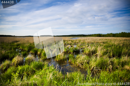Image of Wetland marshes