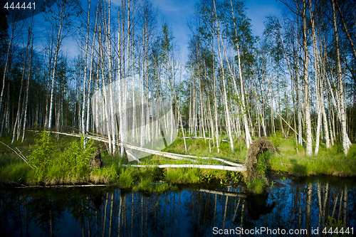 Image of Wetland marshes