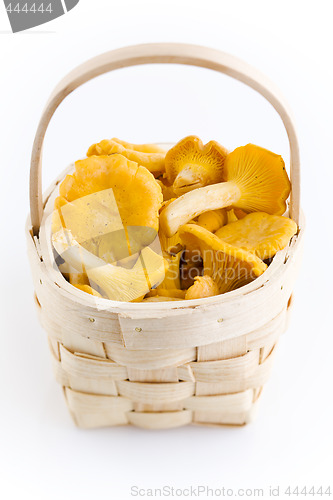 Image of chanterelles