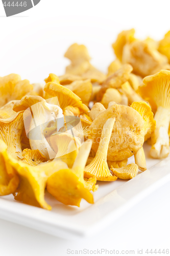 Image of chanterelles