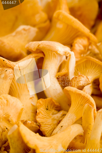 Image of chanterelles