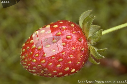 Image of Strawberry