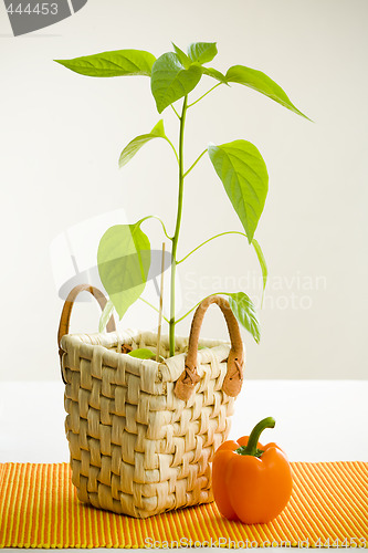 Image of Orange pepper plant