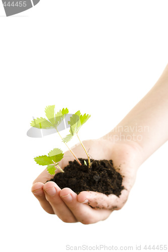 Image of Strawberry plant