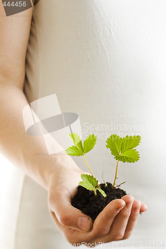 Image of Strawberry plant