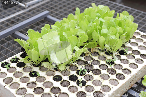 Image of Seedlings of Salad