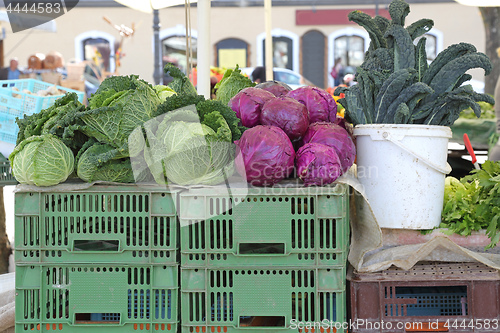 Image of Cabbage