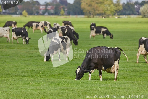 Image of Cows on a farm