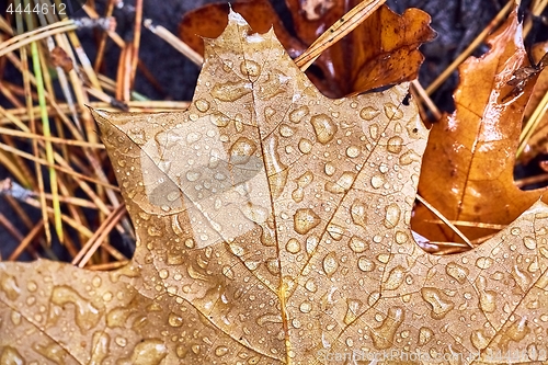 Image of Fallen autumn leaves