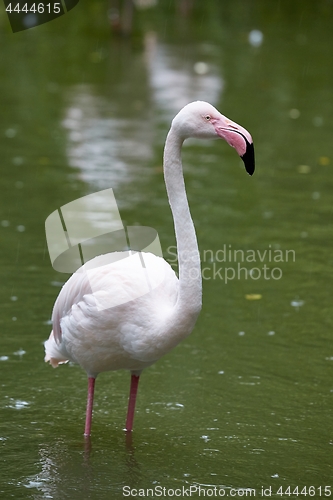 Image of Flamingo standing in water