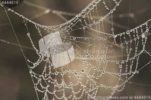 Image of Spider web with water drops