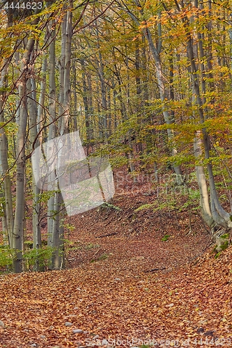 Image of Autumn forest path