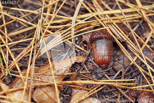 Image of Acorn on the ground