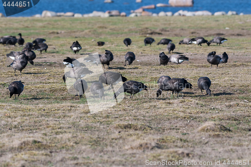 Image of Flock with migrating Brent Geese