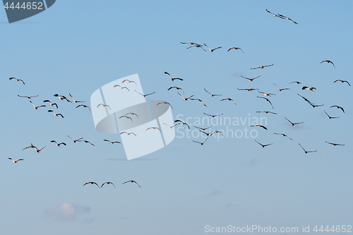 Image of Group with flying birds