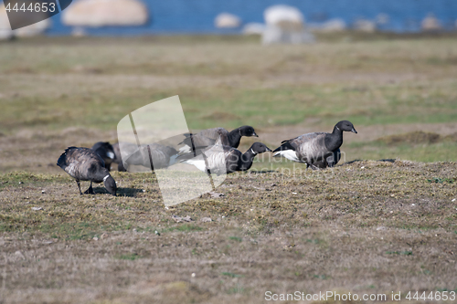 Image of Flock with grazing Brent Geese