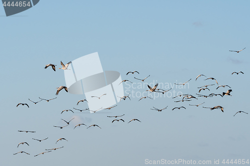 Image of Migrating Common Cranes