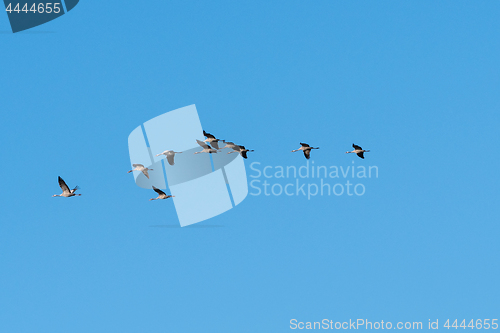 Image of Migrating cranes flying in a line