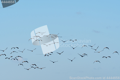 Image of Flock with flying cranes