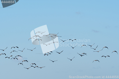 Image of Flock with flying cranes