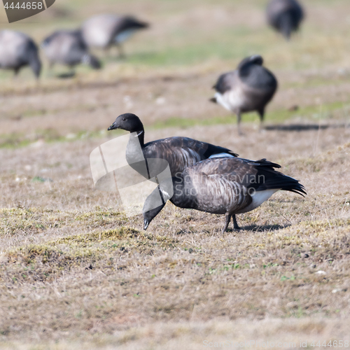 Image of Grazing Brent Geese in a grassland