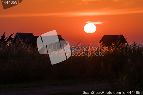 Image of Colorful sunset with golden reeds