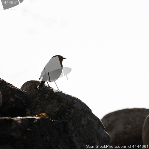 Image of Robin bird silhouette