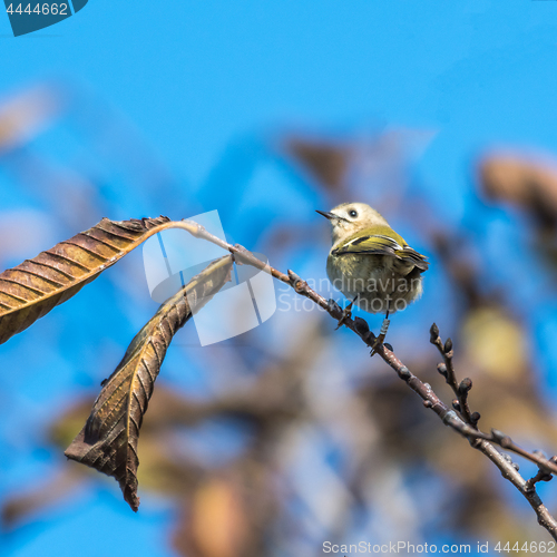 Image of Banded little Goldcrest bird