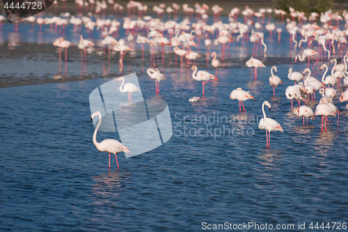 Image of Flock of adorable pink flamingos