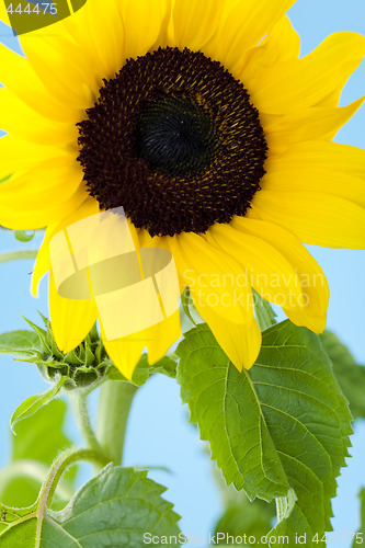 Image of Sunflower against blue