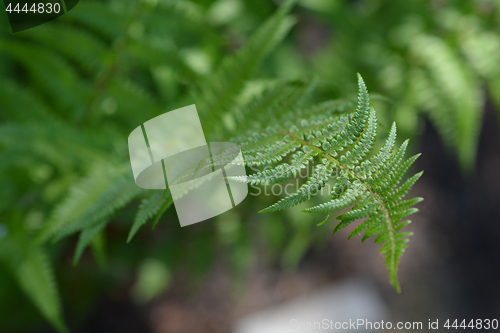 Image of Common male fern