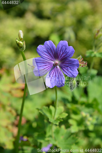 Image of Purple cranesbill Rosemoor